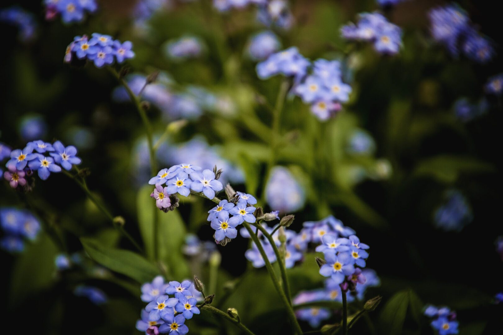 Close-up of delicate blue forget-me-not flowers against a dark green background.
