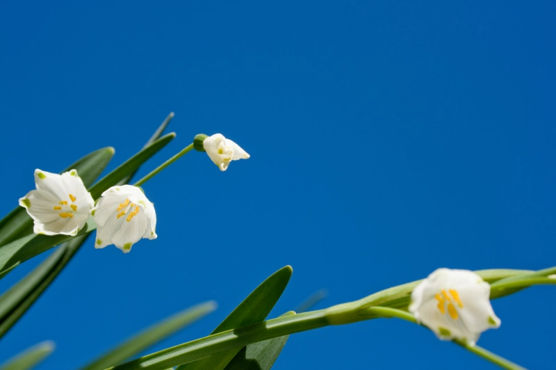 White flowers against a clear blue sky.