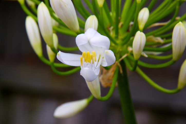 Close-up of a delicate white flower with yellow stamens and green buds.