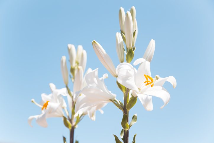 White lilies blooming gracefully against a clear blue sky.