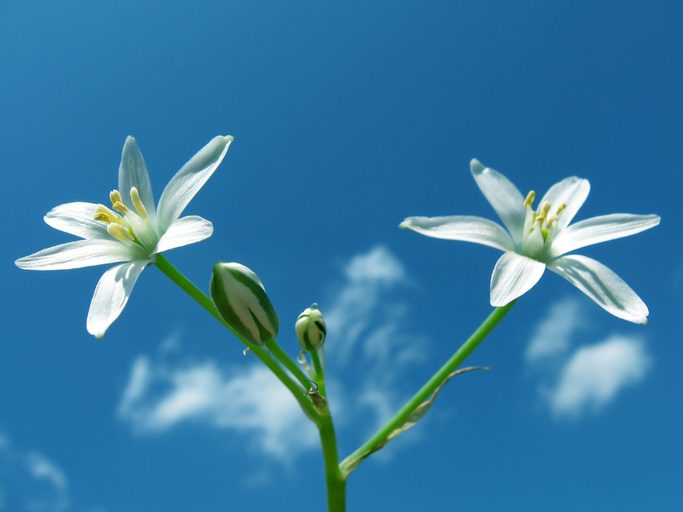 Two delicate white flowers against a clear blue sky.